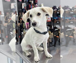 Jack Russell Terrier Dogs for adoption in The Woodlands, TX, USA