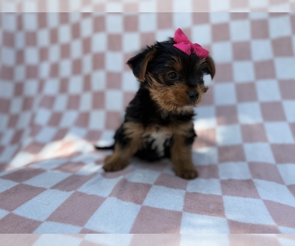 Medium Photo #6 Yorkshire Terrier Puppy For Sale in LAKELAND, FL, USA