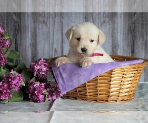 English Cream Golden Retriever Puppy for sale in FREDERICKSBG, OH, USA