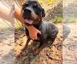 Bella Ruth - Female Rottweiler Dog for Adoption - Small photo