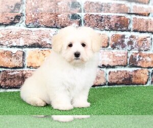 Maltichon Puppy for sale in BEL AIR, MD, USA