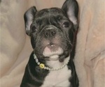 Small Photo #5 French Bulldog Puppy For Sale in GRAND TERRACE, CA, USA
