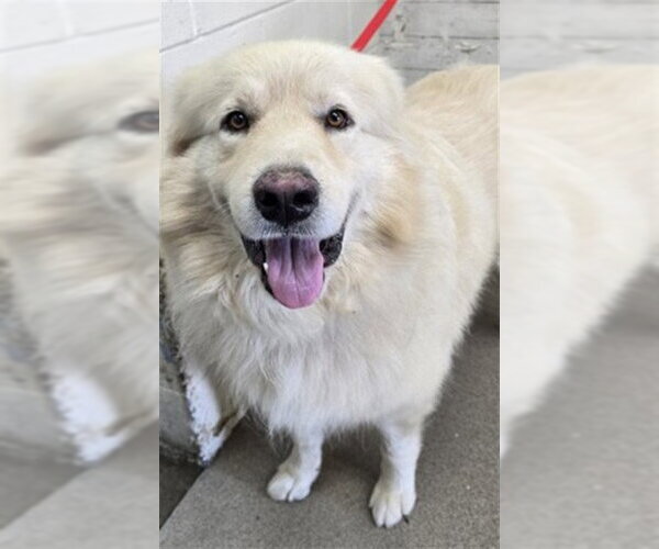 Medium Photo #1 Great Pyrenees Puppy For Sale in San Bernardino, CA, USA