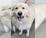 GEORGE - Male Great Pyrenees Dog for Adoption - Small photo