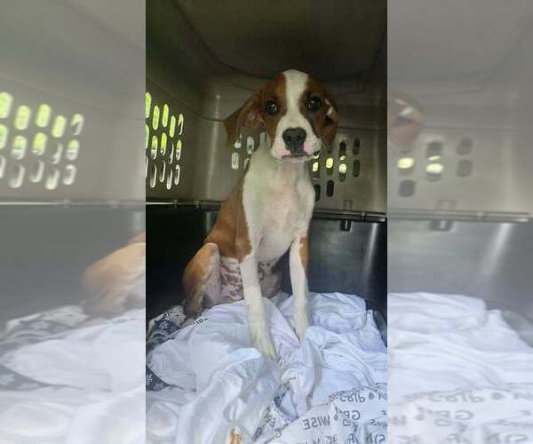 Medium Photo #3 Boxer-Unknown Mix Puppy For Sale in Aurora, IN, USA