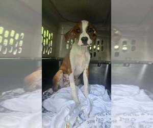 Sibbies : Bruce - Male Boxer-Unknown Mix Dog for Adoption - Photo #3