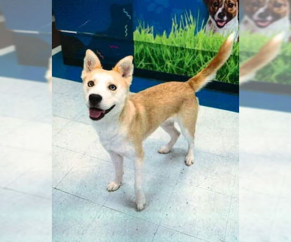 Medium Photo #4 Collie-Huskies  Mix Puppy For Sale in Springdale, PA, USA