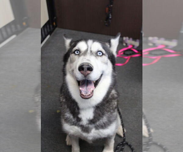 Medium Photo #3 Huskies -Unknown Mix Puppy For Sale in El Centro, CA, USA