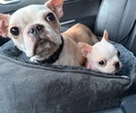Minnie - Female Boston Terrier Puppy for Sale - Small photo