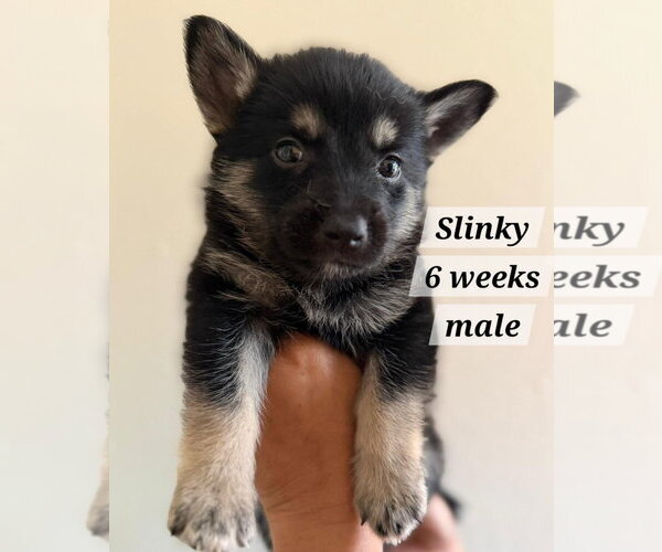 Medium Photo #1 Chihuahua-Norwegian Elkhound Mix Puppy For Sale in Virginia Beach, VA, USA