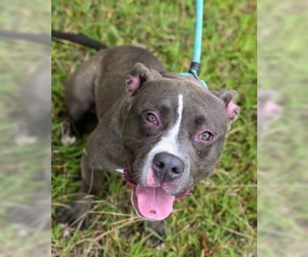 Medium Photo #5 American Pit Bull Terrier Puppy For Sale in Glen Allen, VA, USA