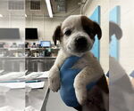 Small American Pit Bull Terrier Mix