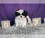 Small Photo #6 Shih Tzu Puppy For Sale in WARSAW, IN, USA