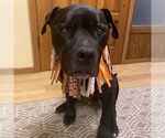 Small #40 American Pit Bull Terrier