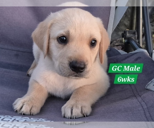 Medium Photo #13 Labrador Retriever Puppy For Sale in EDGEWOOD, TX, USA