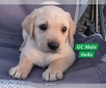 Small #12 Labrador Retriever
