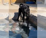 Small #11 Wirehaired lab
