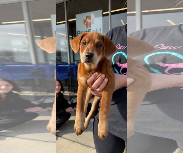 Medium Photo #1 Beagle-Unknown Mix Puppy For Sale in Jackson Township, NJ, USA