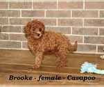 Small #4 Cavapoo