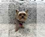 Small Photo #1 Yorkshire Terrier Puppy For Sale in WENATCHEE, WA, USA