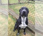 ROMAN - Male German Shepherd Dog-Unknown Mix Dog for Adoption - Small photo