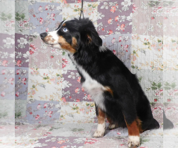 Medium Photo #7 Miniature Australian Shepherd Puppy For Sale in HARRISON, OH, USA