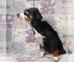 Small #6 Miniature Australian Shepherd