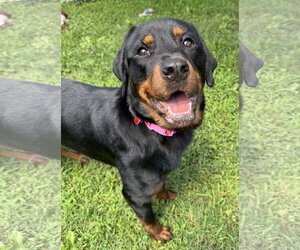 Rottweiler Dogs for adoption in Sykesville, MD, USA