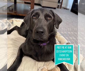 Labrador Retriever-Unknown Mix Dogs for adoption in Boston, MA, USA