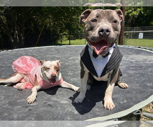 Mutt Dogs for adoption in Denton, TX, USA