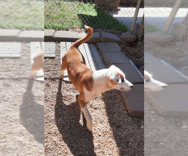 Medium Photo #5 Bull Terrier-Labrador Retriever Mix Puppy For Sale in Mountain View, AR, USA