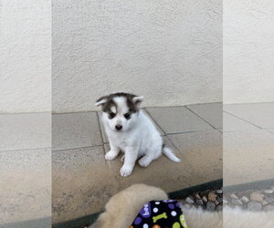 White puppy - Cassidy - Male Siberian Husky Dog for Adoption - Photo #4