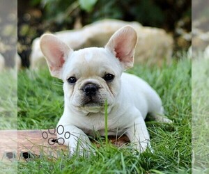 French Bulldog Puppy for sale in RONKS, PA, USA