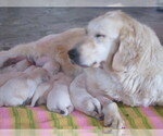 Small Photo #1 English Cream Golden Retriever Puppy For Sale in COLUMBIANA, OH, USA