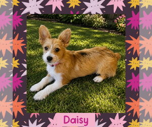 Mutt Dogs for adoption in Littleton, CO, USA