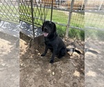 Small Photo #1 Labrador Retriever Puppy For Sale in WADDELL, AZ, USA