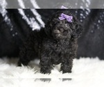Puppy Athena AKC Poodle (Toy)