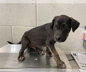German Shepherd Dog-Unknown Mix Dogs for adoption in San Bernardino, CA, USA