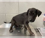 Small German Shepherd Dog Mix