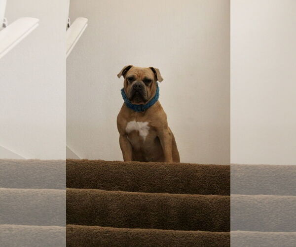 Medium Photo #3 Bulldog-Unknown Mix Puppy For Sale in El Centro, CA, USA