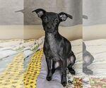 Small #7 Chihuahua Mix