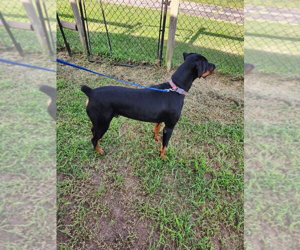 Medium Photo #3 Rotterman Puppy For Sale in Claremore, OK, USA
