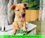 Small #5 Chow Chow Mix