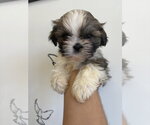 Small #3 Shih Tzu