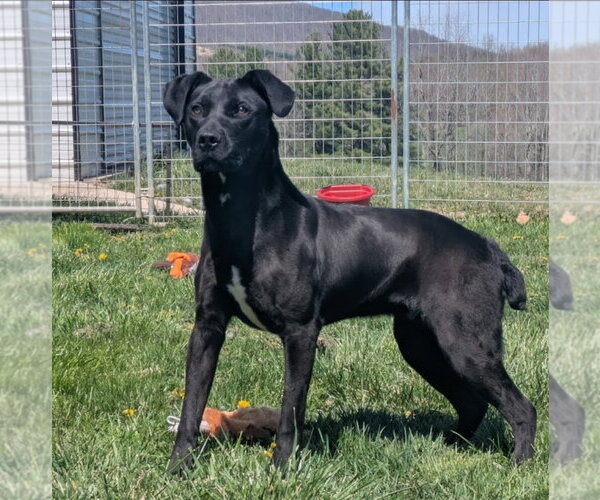 Medium Photo #1 Boxer-Pointer Mix Puppy For Sale in Westminster, MD, USA