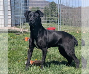 Boxer-Pointer Mix Dogs for adoption in Westminster, MD, USA