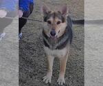 Small #3 German Shepherd Dog Mix