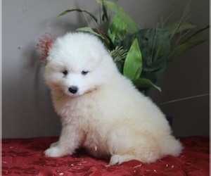 Samoyed Puppy for sale in DANVILLE, OH, USA