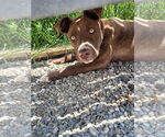 Small #33 American Pit Bull Terrier Mix