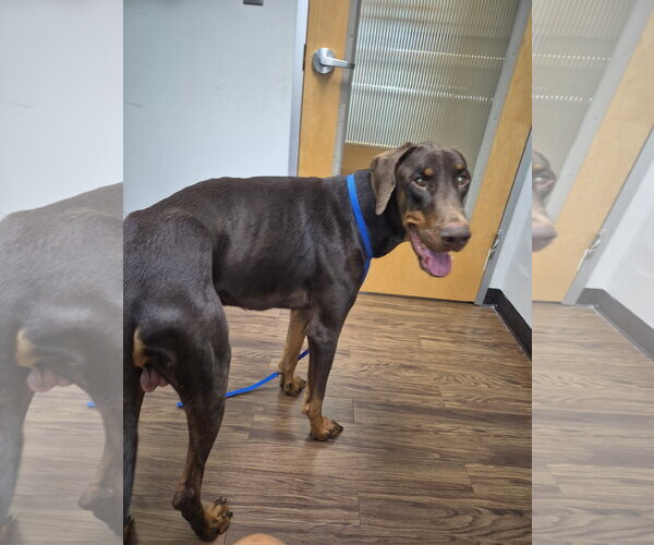 Medium Photo #1 Doberman Pinscher Puppy For Sale in Dallas, TX, USA